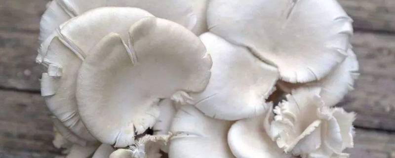 能吃吃平菇上的疙瘩吗 平菇上面有疙瘩能吃吗