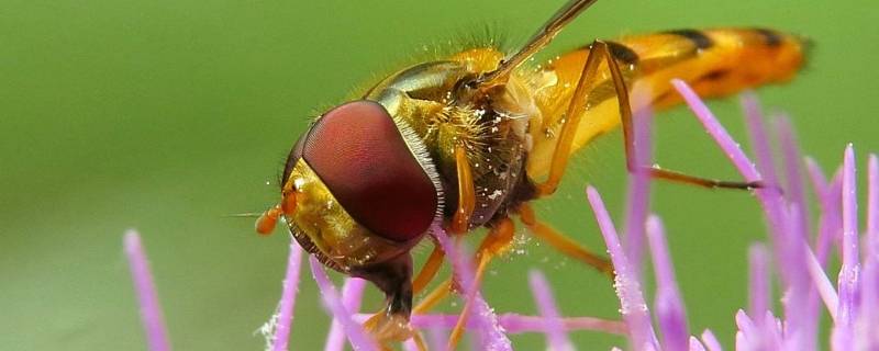 果蝇会咬人吗 果蝇咬人吗