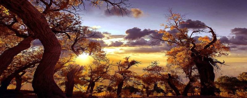 额纳吉胡杨林在哪个国家 额纳吉胡杨林在哪里