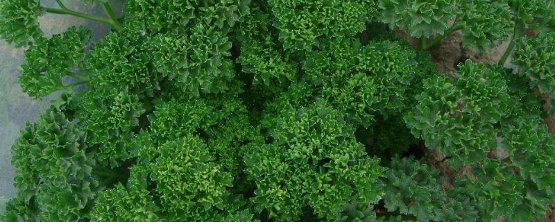 欧芹和香菜有什么味道上的区别 欧芹味道接近香菜还是芹菜