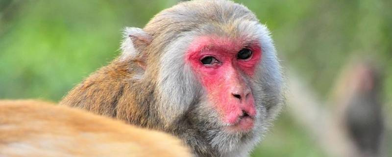 看猴子有什么意义 日常看猴是什么意思