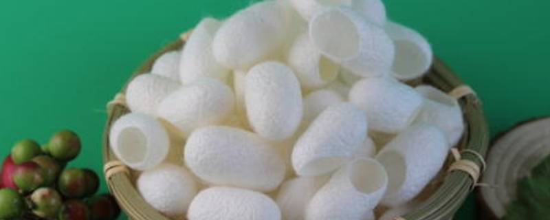 需要为煮蚕茧添加什么物质 煮蚕茧要加什么东西吗?