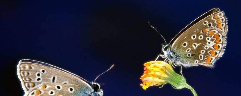 有哪些动物小时候和长大后名字不一样 什么动物小时候和长大后名字不一样