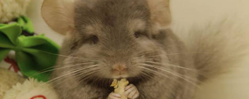 龙猫是什么 龙猫是啥