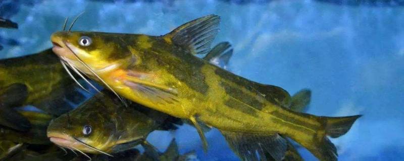 黄骨鱼汤有什么好处 黄骨鱼汤的功效与作用