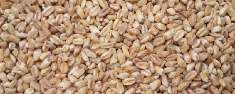 应该吃麦仁的人是谁 哪些人不宜吃麦仁