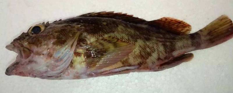 什么是格鱼的学名 格鱼学名叫什么