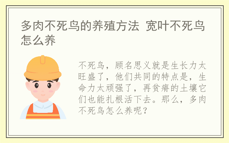 多肉不死鸟的养殖方法 宽叶不死鸟怎么养