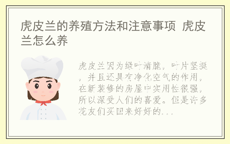 虎皮兰的养殖方法和注意事项 虎皮兰怎么养