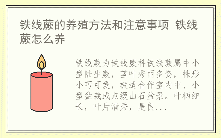 铁线蕨的养殖方法和注意事项 铁线蕨怎么养