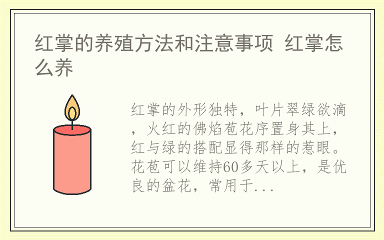 红掌的养殖方法和注意事项 红掌怎么养