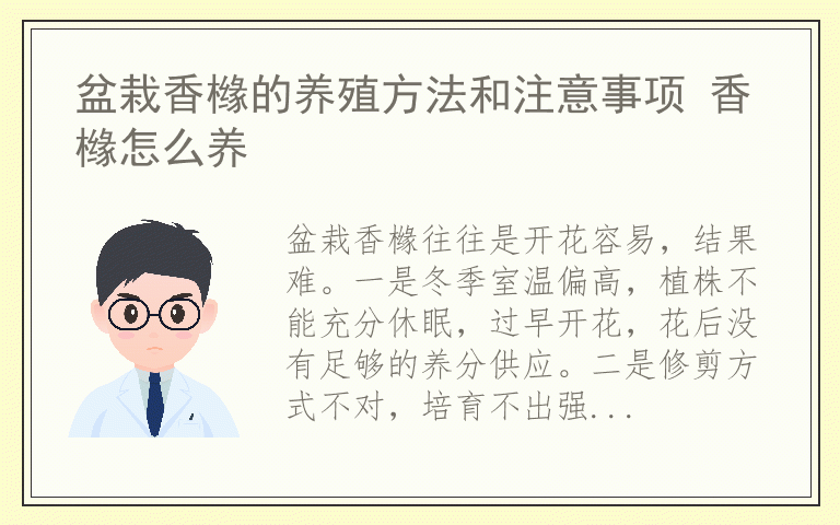 盆栽香橼的养殖方法和注意事项 香橼怎么养