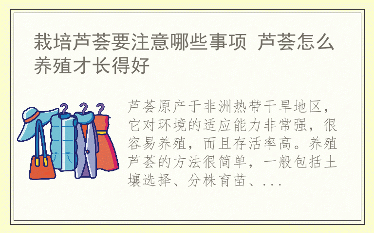 栽培芦荟要注意哪些事项 芦荟怎么养殖才长得好