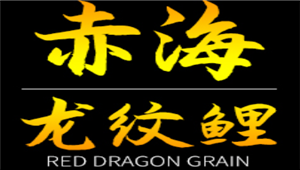 赤海龙纹鲤