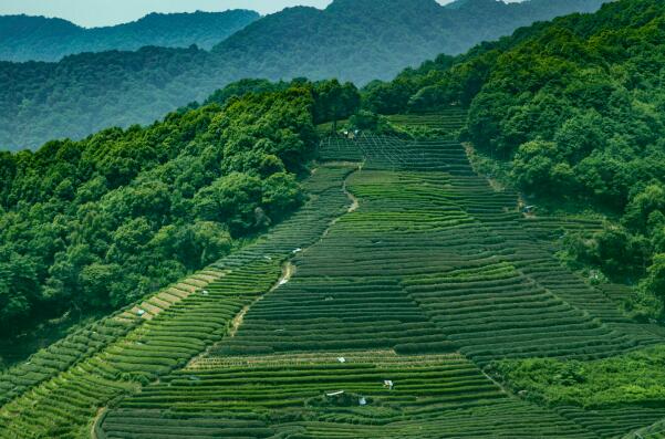 信阳毛尖上榜(被誉为绿茶之王)-河南十大名茶排行榜