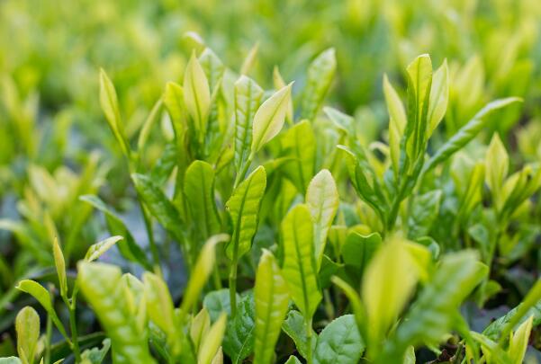 崂山绿茶上榜(绿茶中的精品)-山东十大名茶排行榜