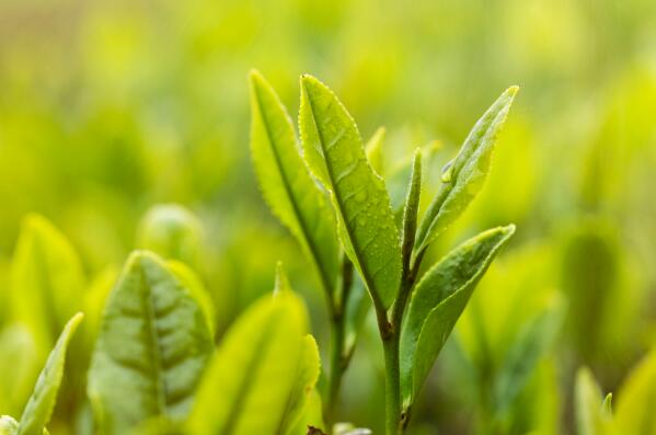 六安瓜片上榜(清朝时期的贡品茶)-安徽十大名茶排行榜