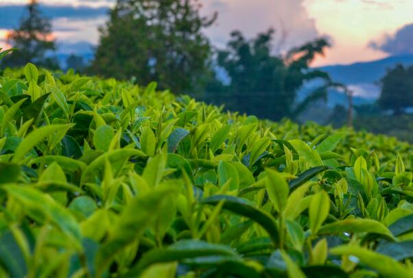 二泉银毫上榜(绿茶中的高档茶)-江苏十大名茶排行榜