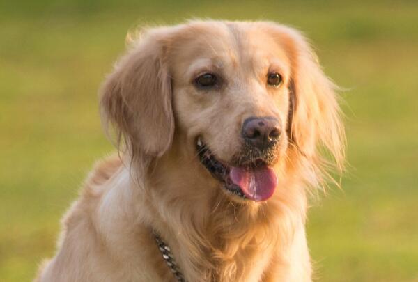 西施犬上榜(甜美温顺雍容华贵)-十大最好看的狗排名