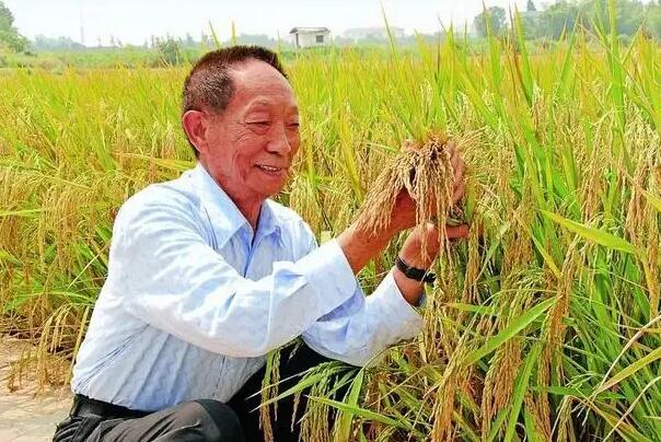 袁隆平榜上有名(享有杂交水稻之父美称)-世界十大农业学家