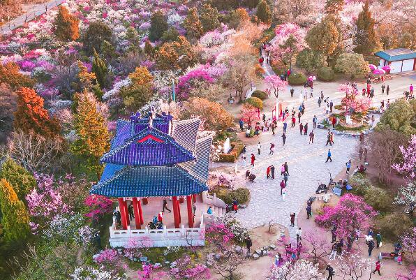 南京梅花山上榜(有天下第一梅山之誉)-江苏十大元旦旅游好去处