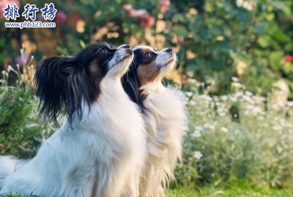 蝴蝶犬上榜(欧洲最古老的犬种)-中国十大聪明的狗排名