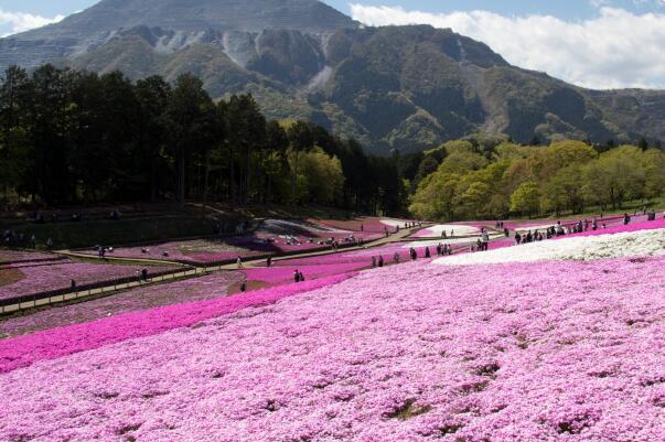 日本琦玉十大旅游景点-日本琦玉十大好玩的地方排名-琦玉最佳游玩地排名