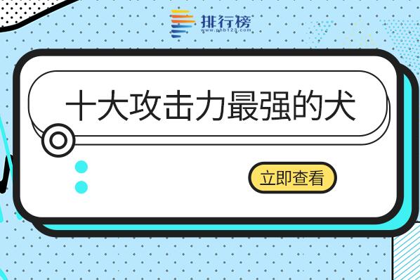 攻击力最强的猛犬是什么-十大攻击力最强的犬-攻击力最强的犬科动物排名