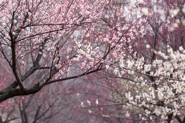 2月湖北看梅花最美的地方-湖北赏梅花的地方排行榜