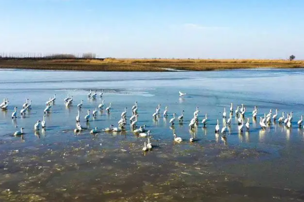 武汉哪个湿地公园风景最美-武汉最美的湿地公园排行榜