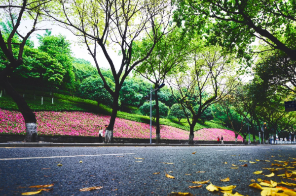 重庆值得游玩的景点排行榜-重庆必去的十大景点排行榜