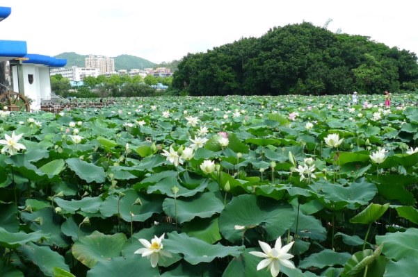 深圳免费旅游景点排名前十-深圳一日游免费必去的地方排行榜