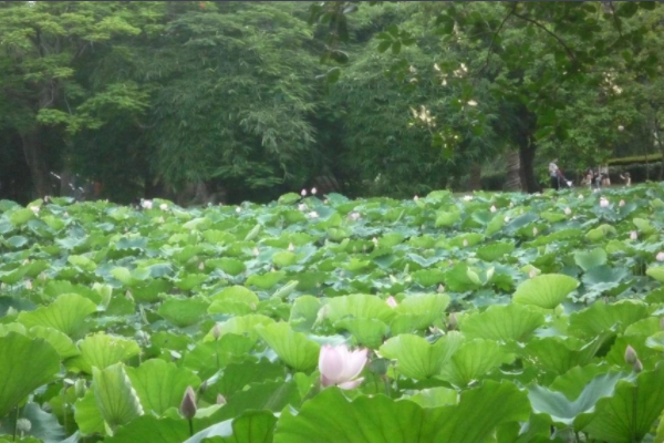 深圳四月赏花的地方排行榜-四月份深圳最好的赏花地方排行榜