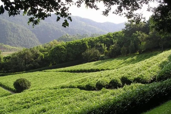 4月广州哪里踏青比较好-广州4月春游踏青好去处排行榜