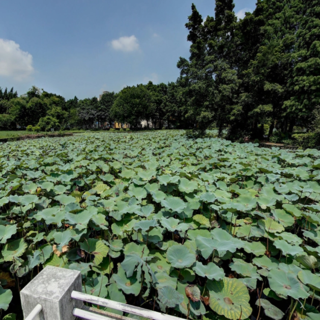 佛山有哪些本科大学-佛山市大学排名一览表