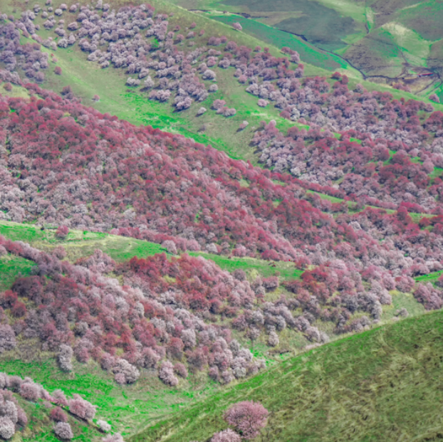 清明节新疆哪里好玩-新疆清明节旅游景点排行榜