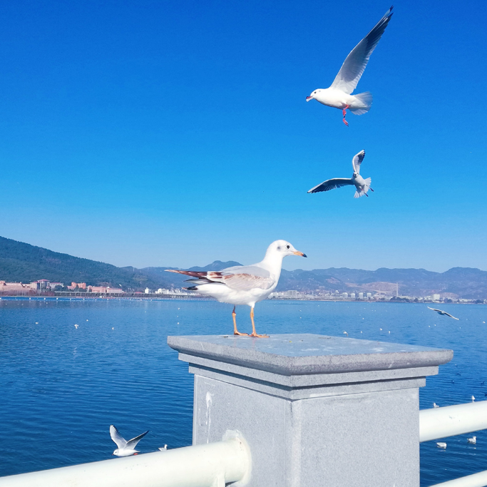 云南冬天去哪里旅游比较好-云南冬季旅游必去的景点推荐排行榜