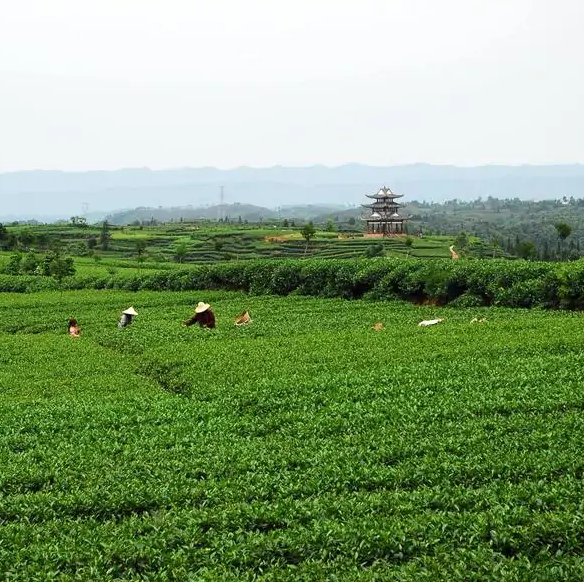 四川的茶山有哪些-四川三大茶山排行榜