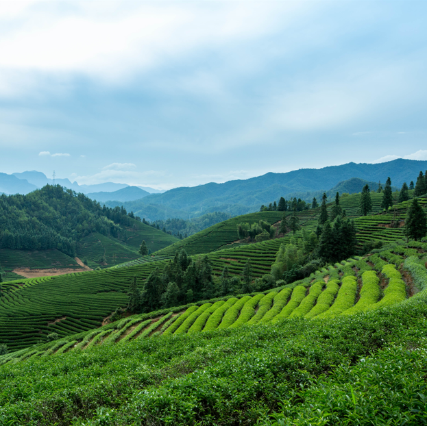 著名茶山有那几个-中国最有名的茶山排行榜