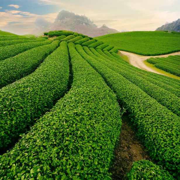 中国有名的茶山有哪些-中国6大茶山排行榜