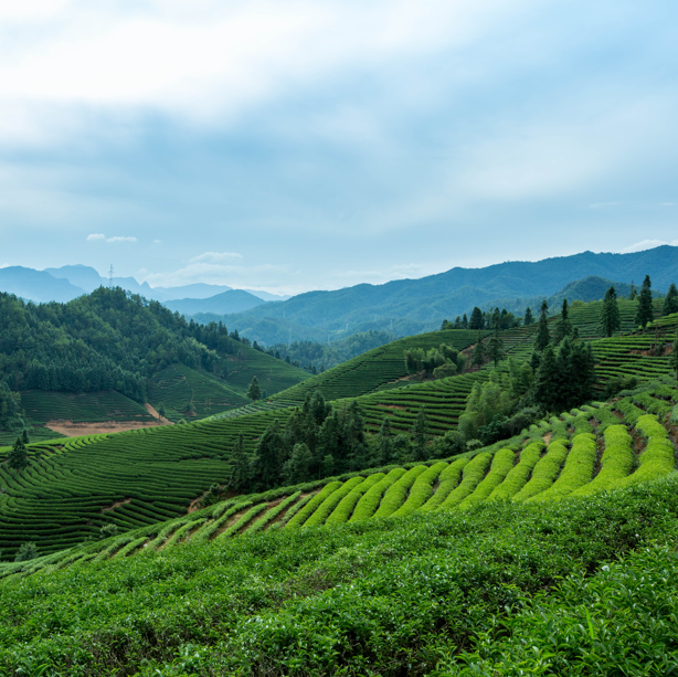 中国有哪些茶山-中国十大茶山排行榜