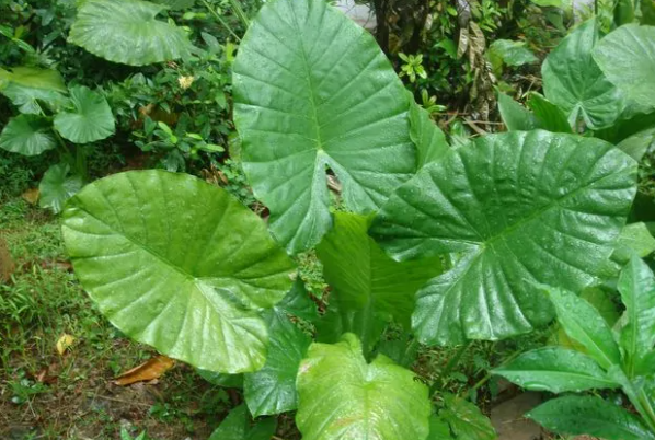 滴水观音上榜(大型观叶植物)-上古十大毒花排行榜