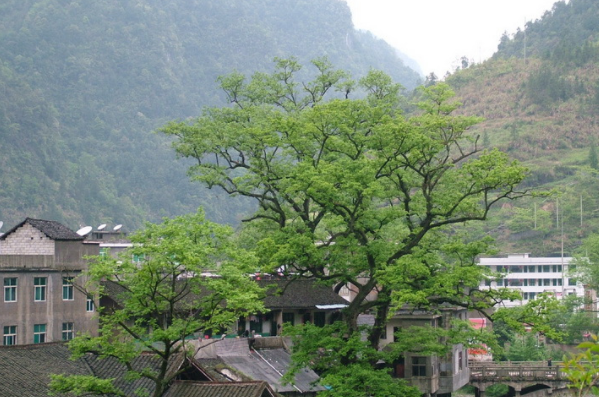 桑植县上榜(生物多样性关键地区)-张家界各区县面积排行