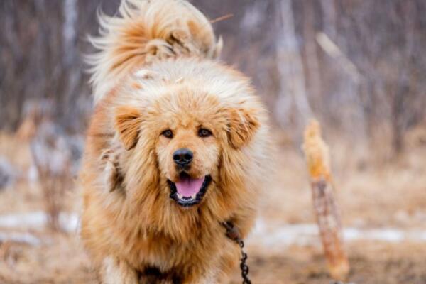 藏獒上榜(对主人极为忠诚)-世界十大最凶悍的犬类排行