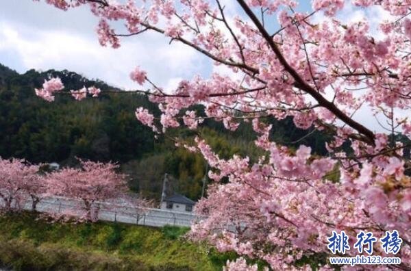 樱花最漂亮的地方在哪里-国内外十大赏樱胜地-哪里的樱花最多最漂亮