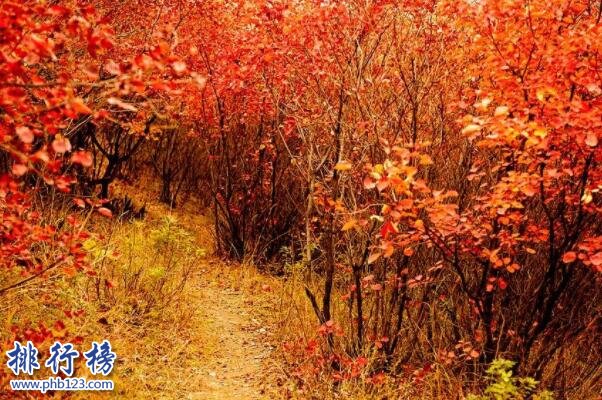 河南秋天看红叶去哪里好-河南十大秋季旅游景点-河南秋天看红叶的好去处有哪些