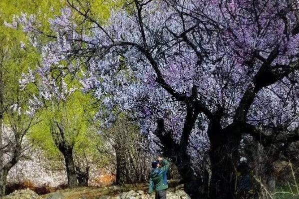 中国最好看的桃花在哪里-中国十大观桃花圣地-哪里的桃花最好看