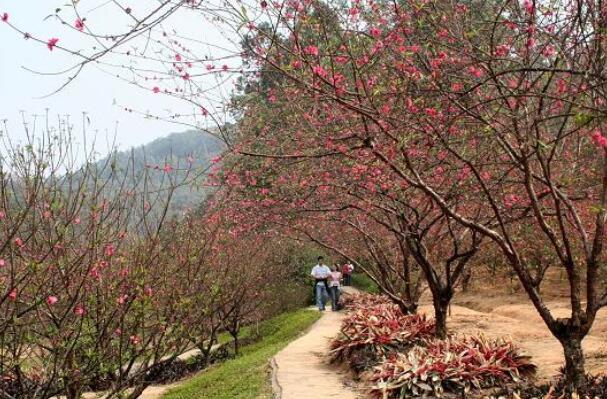 南国桃园上榜(佛山新八景之一)-佛山十大赏花胜地