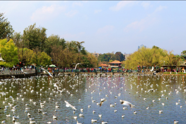 翠湖公园上榜(昆明城内的一颗绿宝石)-云南十大冬季旅游好去处