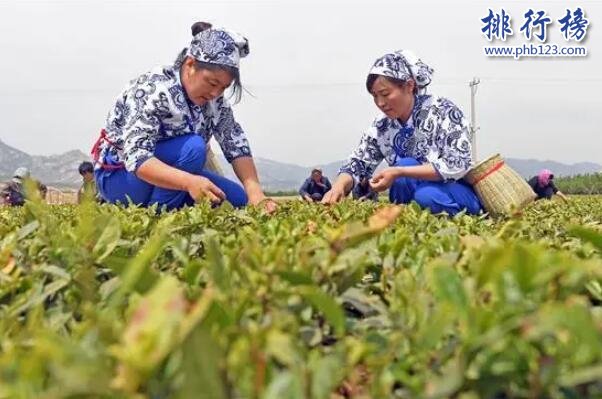 闾山红茶上榜(当地特产)-辽宁十大名茶